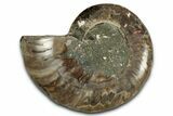 Cut & Polished Ammonite Fossil (Half) - Madagascar #349089-1